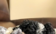 A dog snuggled up on the couch.