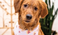 Dog wearing rainbow bandana from Loon & Beau’s Pride line