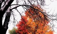 A tree with red and orange leaves surrounded by a fresh snowfall.