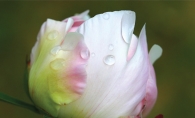 Nature photograph, flowers, tulips, raindrops, photography, Focus on Maple Grove