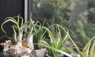 Indoor plants that are pet-friendly.