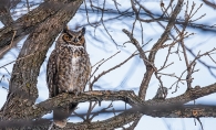 Owl perched in tree branches.