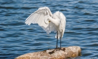 An egret on a crock at Central Park in Maple Grove.