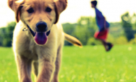 "Run Free," a photo of a goldador (golden retriever/lab mix) named Kirby.