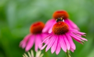 Pink coneflowers in a garden