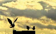 Seagulls perch on a street light in this Focus on Maple Grove-winning image.