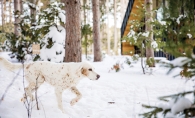 Dog playing outdoors in the snow