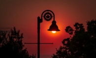 A street light illuminates the trees in Maple Grove