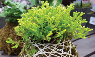 An example of Kokedama gardening, or string gardening, where moss and string hold the soil around a plant in place.