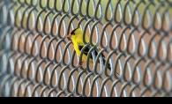 On the Fence, placed first in the wildlife and nature category of the Focus on Maple Grove photo contest