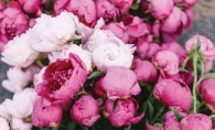 A bundle of pink flowers.