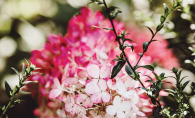 A Vanilla Strawberry Hydrangea, our columnist's pick for best flowering shrub.