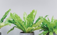 Purify your home’s air with ferns.