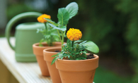 Potted plants sit on a deck, the fruits of a summer camp activity for kids.