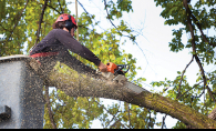 Tree removal