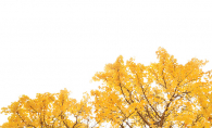 Trees with yellow leaves against a clear sky.