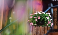 hanging planter with flowers