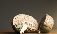 Two halves of a model brain.