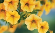 Yellow flowers, an example of how to trim flowers.