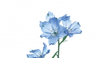 Blue flowers on a white background