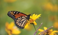 Monarch Butterflies