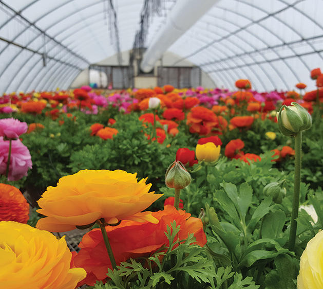 Ranunculus, Minnesota flowers, spring gardening, spring flowers, annuals