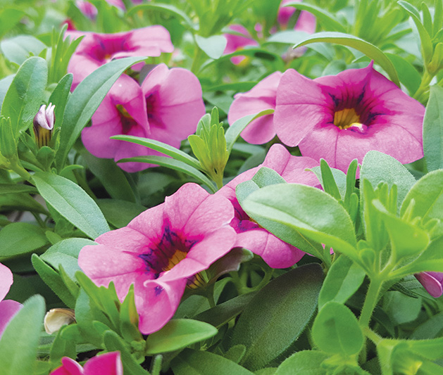 New Guinea impatiens, a hardy, low-maintenance plant.