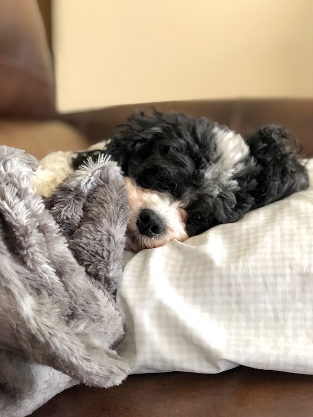 A dog snuggled up on the couch.