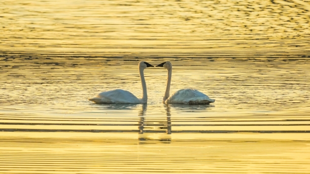 Two swans sunrise