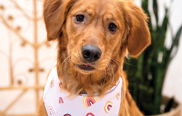 Dog wearing rainbow bandana from Loon & Beau’s Pride line