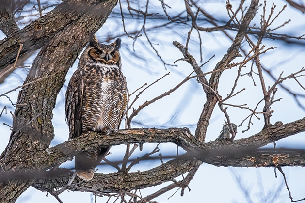 Owl perched in tree branches.