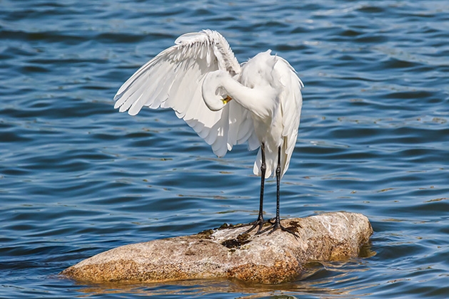 An egret on a crock at Central Park in Maple Grove.