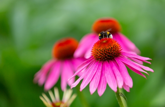 Pink coneflowers in a garden