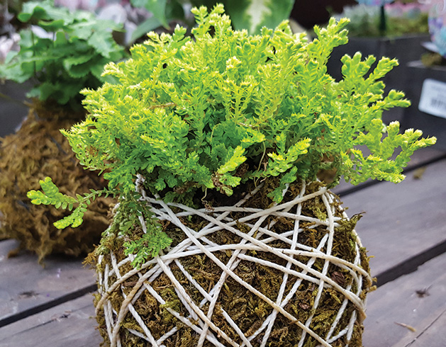 An example of Kokedama gardening, or string gardening, where moss and string hold the soil around a plant in place.