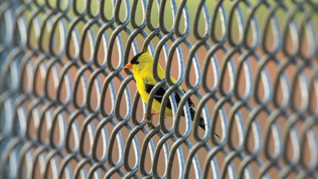 On the Fence, placed first in the wildlife and nature category of the Focus on Maple Grove photo contest