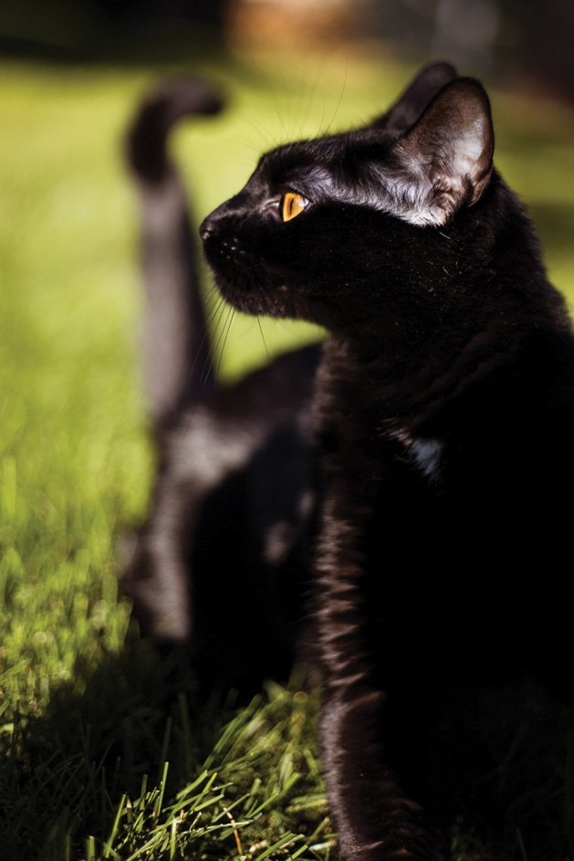 Loki the rescue cat poses in the sunlight