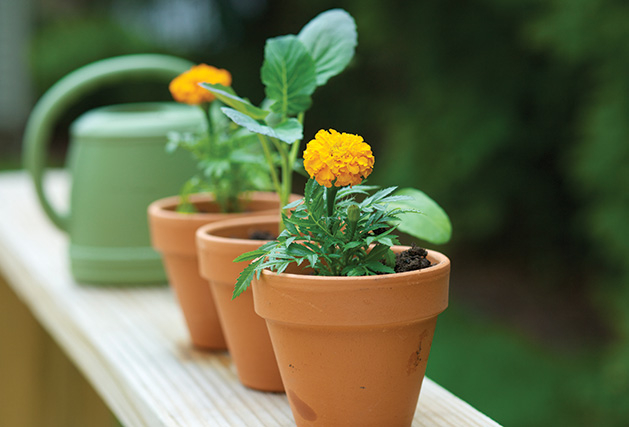 Potted plants sit on a deck, the fruits of a summer camp activity for kids.