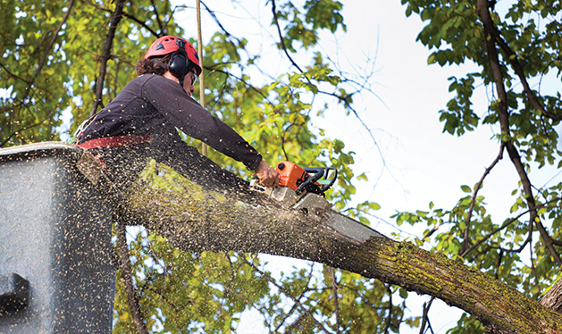 Tree removal