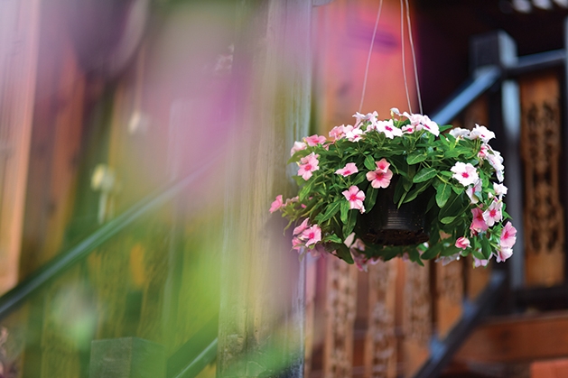 hanging planter with flowers