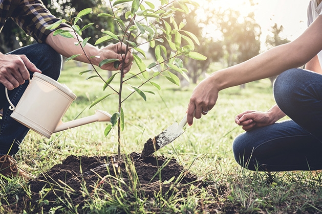 planting trees, apple trees, fruit trees, growing fruit, how to grow fruit trees