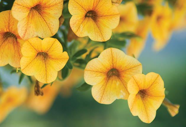 Yellow flowers, an example of how to trim flowers.