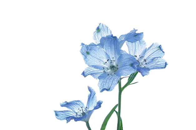 Blue flowers on a white background