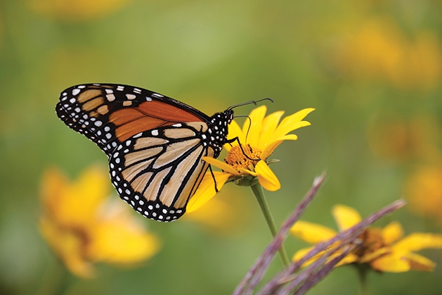 Monarch Butterflies