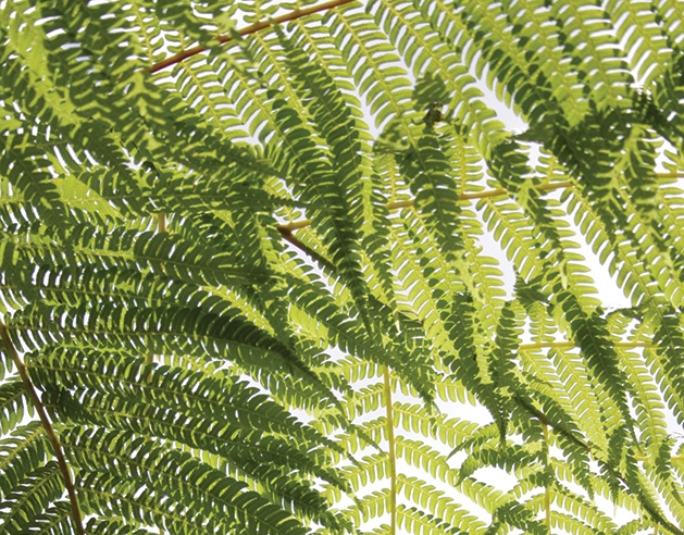 The leaves of an indoor plant