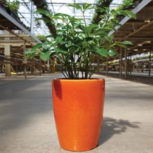 A houseplant from Lynde Greenhouse & Nursery