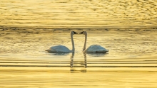 Two swans sunrise