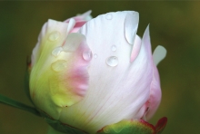 Nature photograph, flowers, tulips, raindrops, photography, Focus on Maple Grove