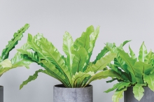 Purify your home’s air with ferns.