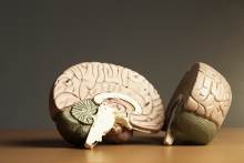 Two halves of a model brain.