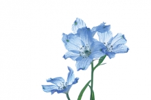 Blue flowers on a white background
